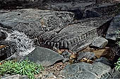 Kbal Spean, called also River of the Thousand Lingam, the riverbed and banks have been graven with linga and various sacred images of hindu divinities 